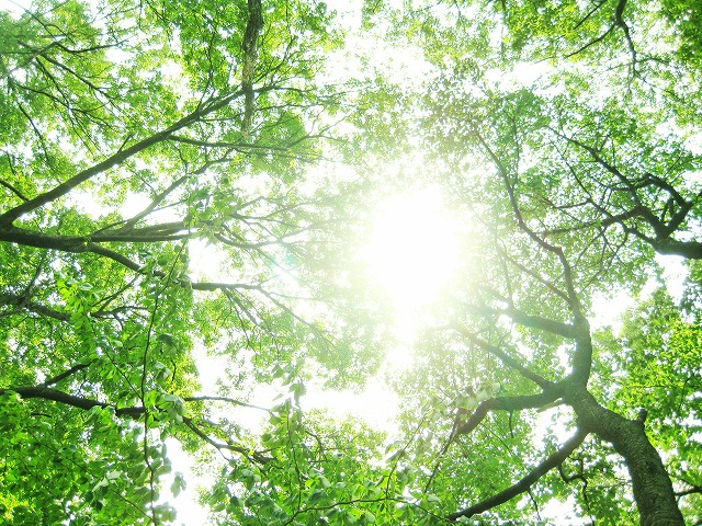 “目にやさしい” 木が目に有害な紫外線を吸収